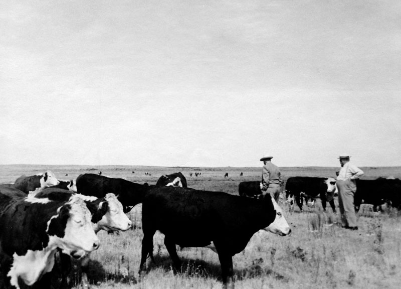 Walter_Cattle